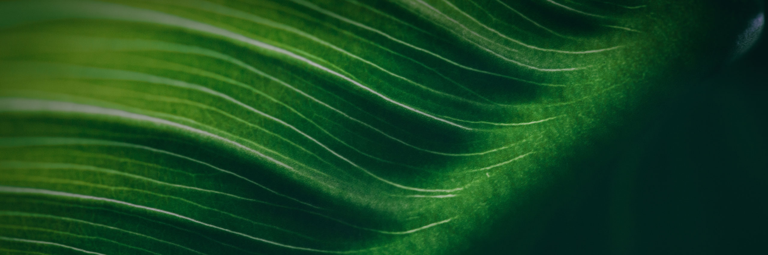 Tropical leaf surface macro