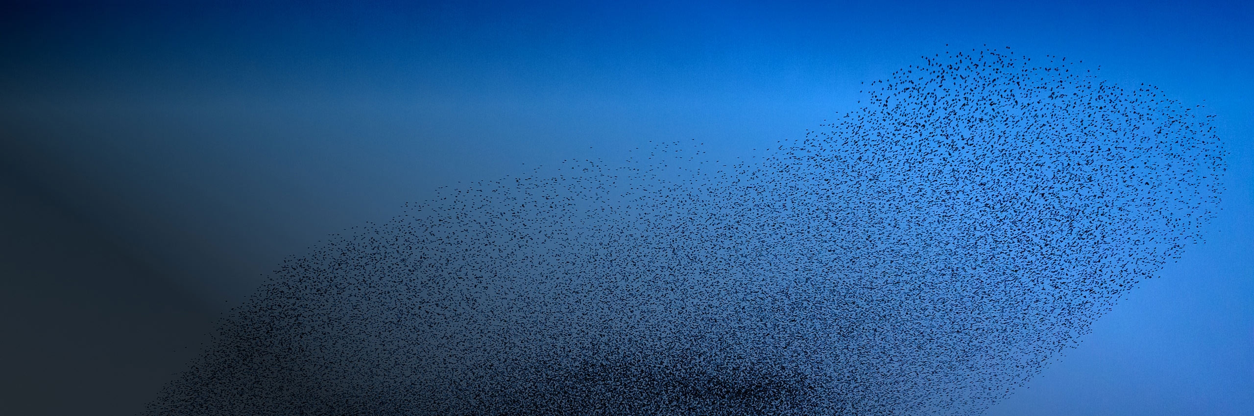 Starling birds murmuration in an cloudy sky during a calm sunset at the end of the day
