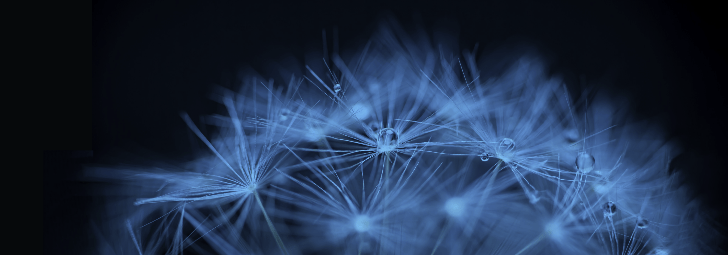 Macro shot of a dandelion seed head in shades of blue, adorned with several clear water droplets on its delicate white filaments against a dark background.