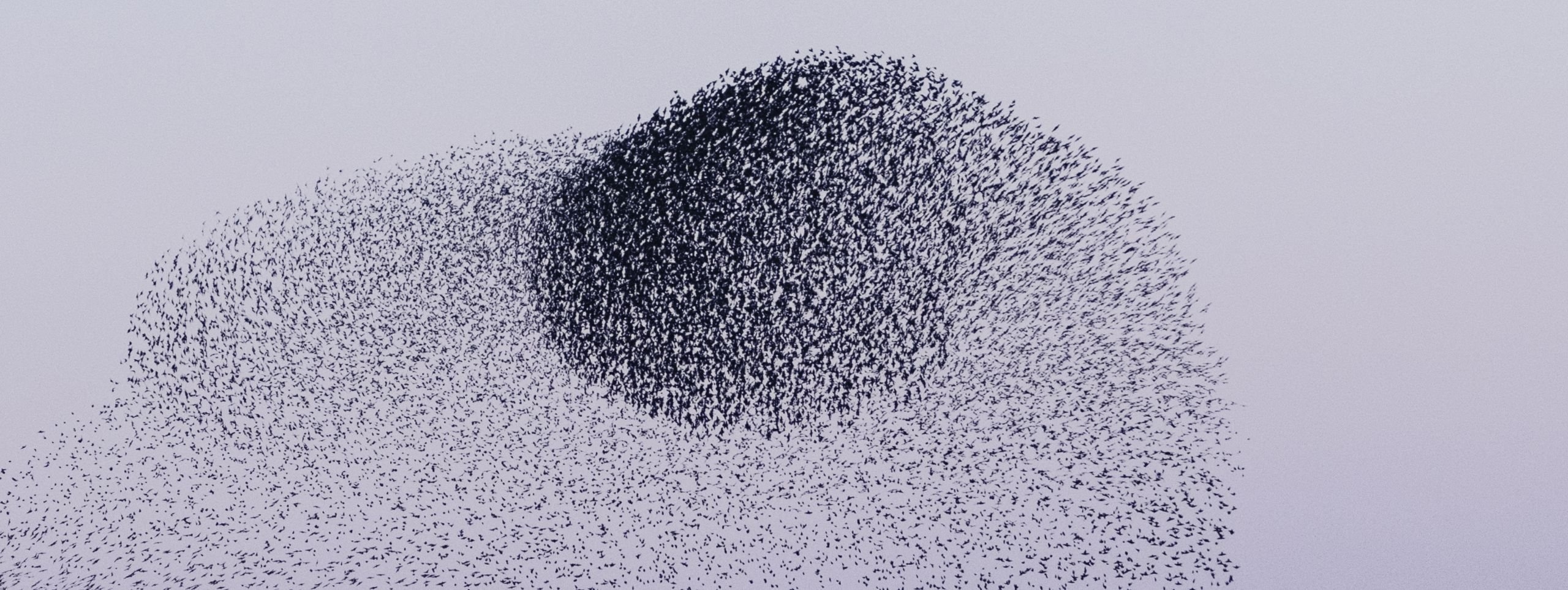 A massive murmuration of starlings forms a dense, dark, undulating sphere against a light, overcast sky. Thousands of individual birds are visible, tightly packed in the center with a less dense trail extending to the left.