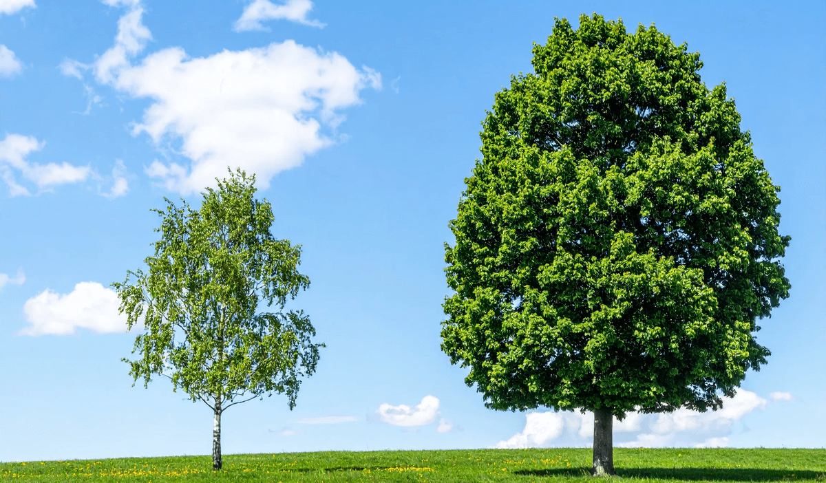 A slender birch tree with light green leaves on the left and a full, dark green tree on the right stand on a vibrant green grassy hill under a bright blue sky with white clouds.