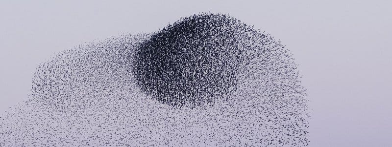 A vast flock of starlings forms a dense, undulating dark shape against a pale, almost white sky, characteristic of a murmuration.