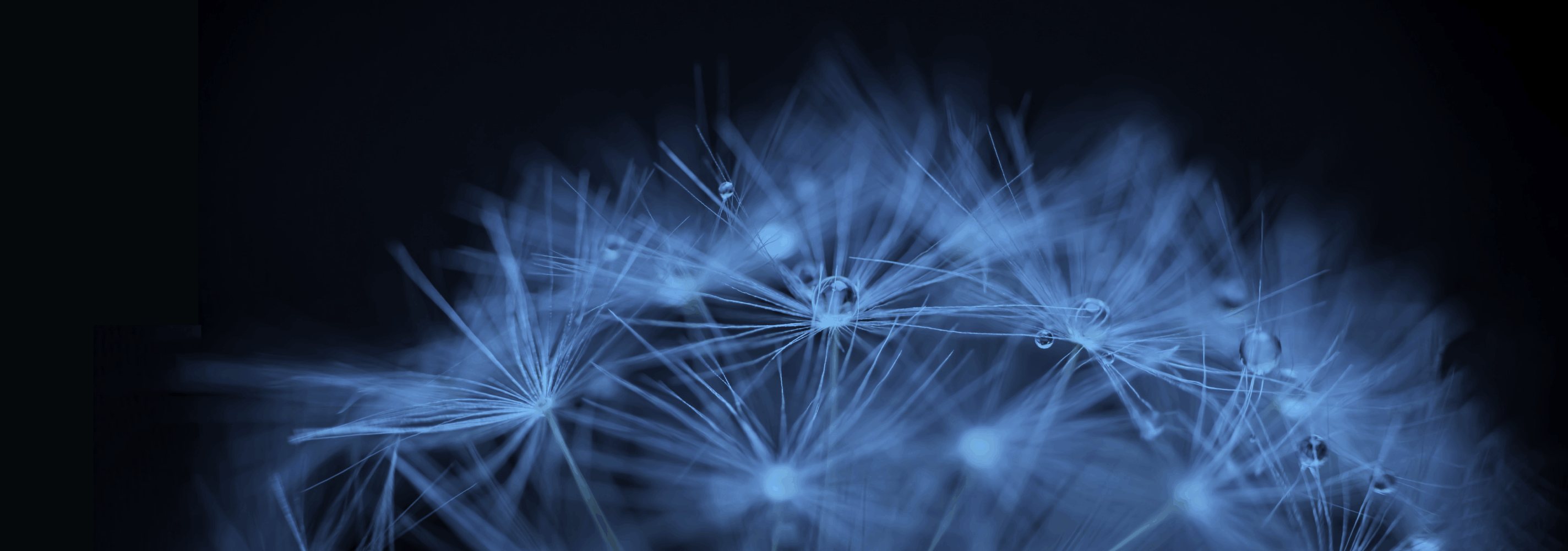 Macro shot of a dandelion seed head in shades of blue, adorned with several clear water droplets on its delicate white filaments against a dark background.