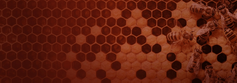 Close-up of a dark honeycomb with several honeybees on the right side.
