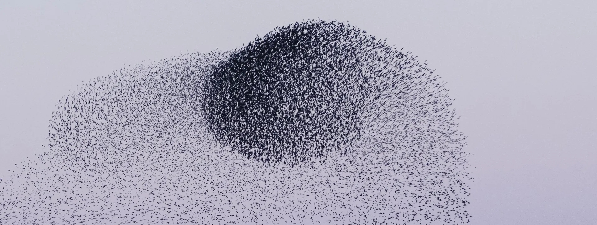 A vast murmuration of starlings forms a dense, swirling, dark mass against a light grey sky, appearing as an organic, cloud-like shape created by thousands of tiny birds.